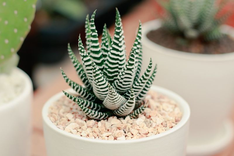 Overwatering Is The Most Common Problem