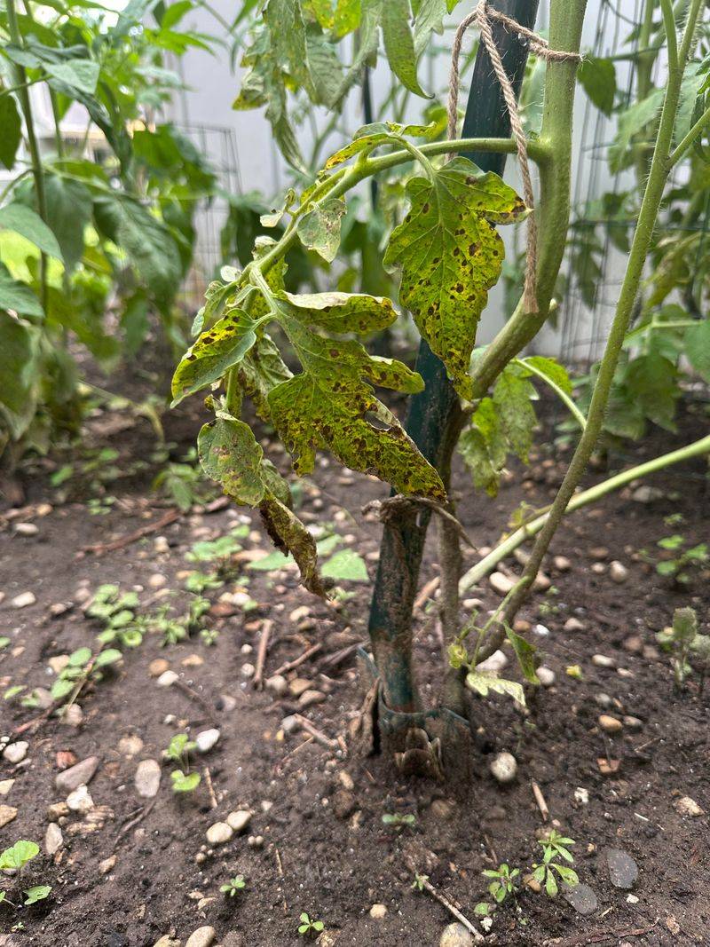 Overwatering Leaves Damp Areas Mosquitoes Favor Overwatering Leaves Damp Areas Mosquitoes Favor