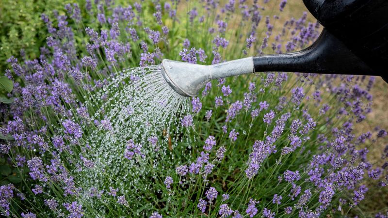 Overwatering Makes Lavender Decline Fast
