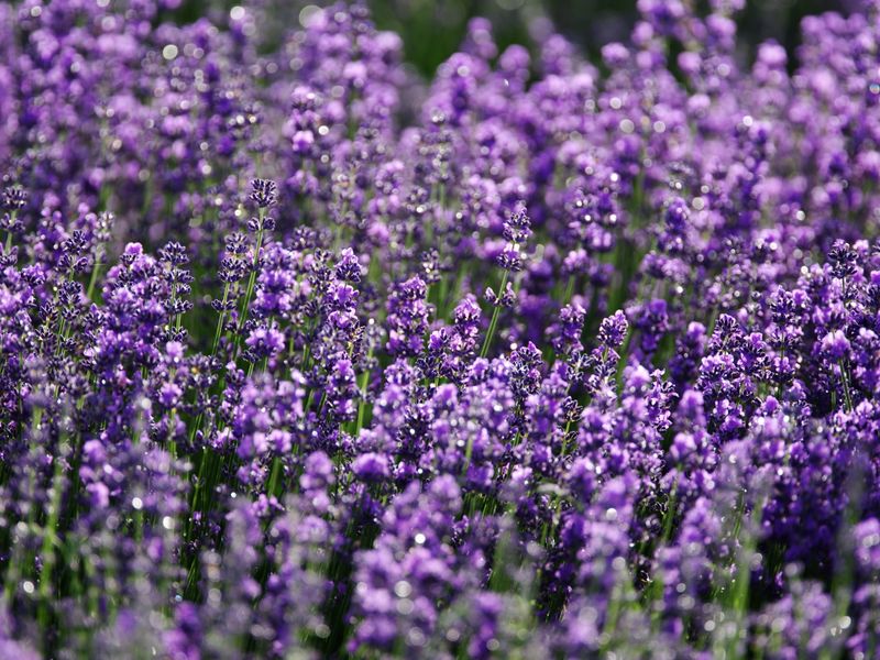 Overwatering Stresses A Drought-Tolerant Plant Overwatering Stresses A Drought-Tolerant Plant