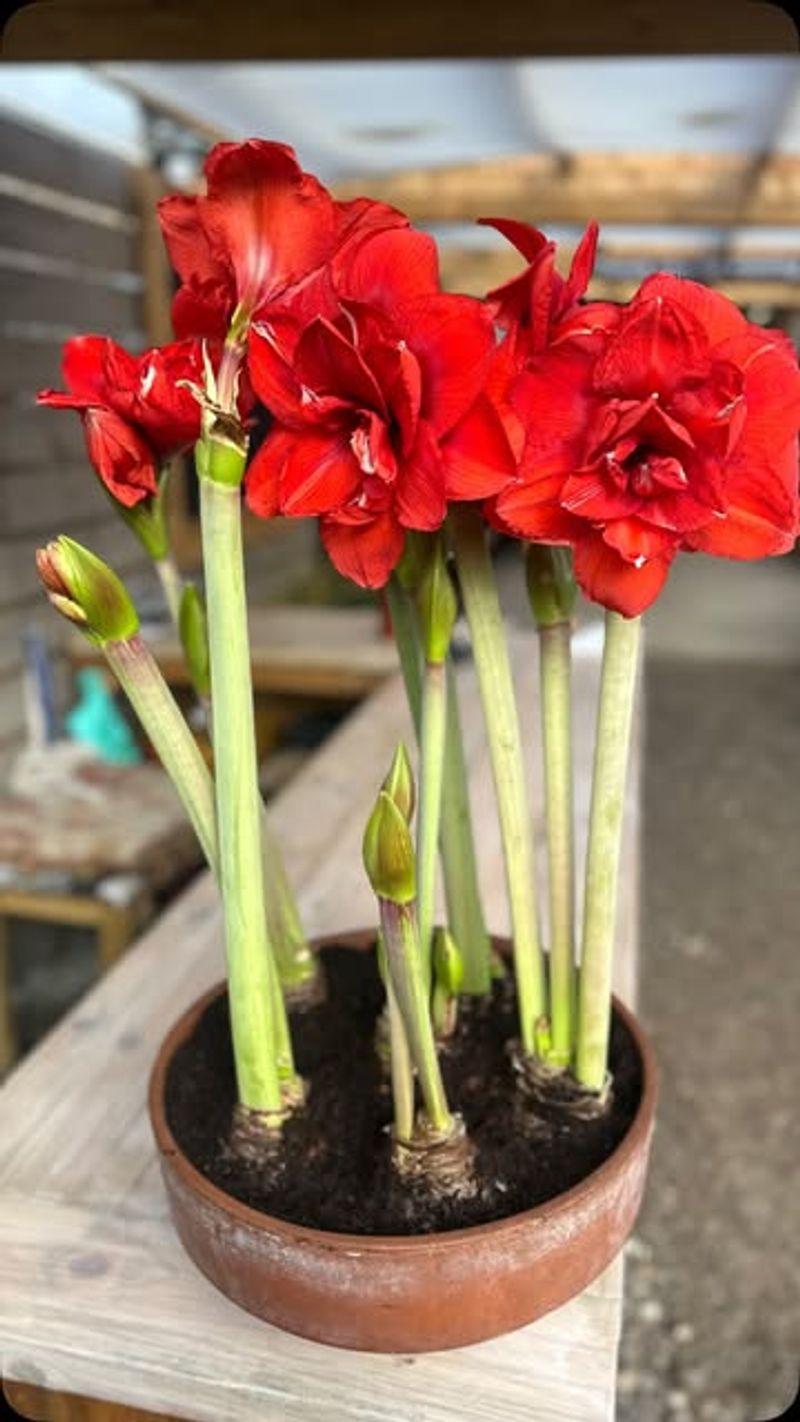 Overwatering The Bulb