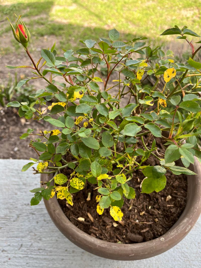 Overwatering Weakens Roots And Blooms