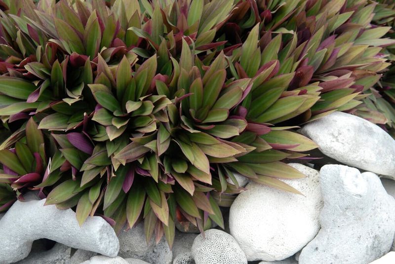 Oyster Plant Crowds Front Beds In Warm Weather