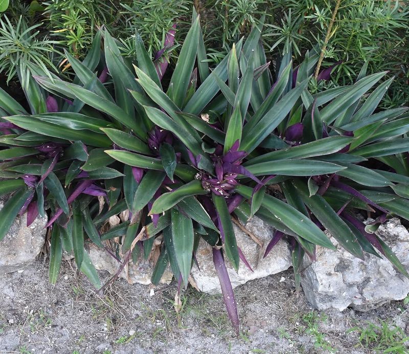 Oyster Plant Is Not Recommended For South Florida Beds Oyster Plant Is Not Recommended For South Florida Beds