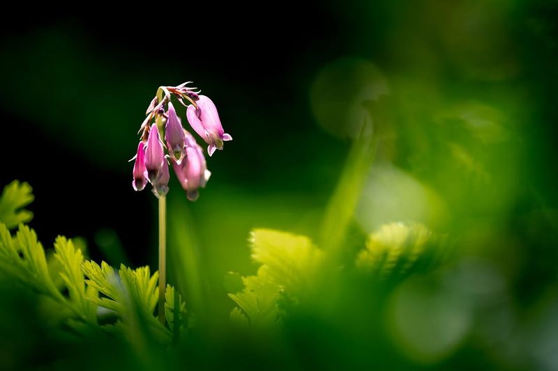 Pacific Bleeding Heart