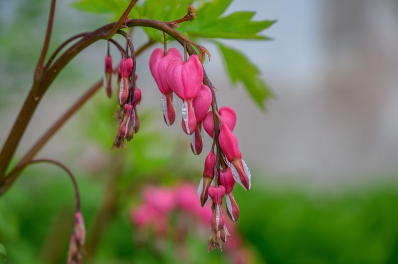 Pacific Bleeding Heart Looks Right At Home In Rain