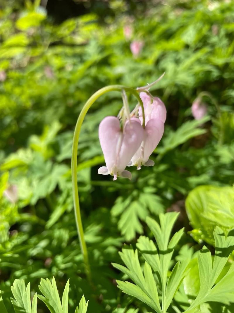 Pacific Bleeding Heart