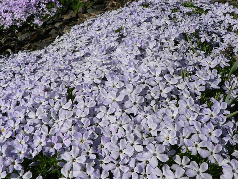 Creeping Phlox Spreads Color Across Sunny Spaces