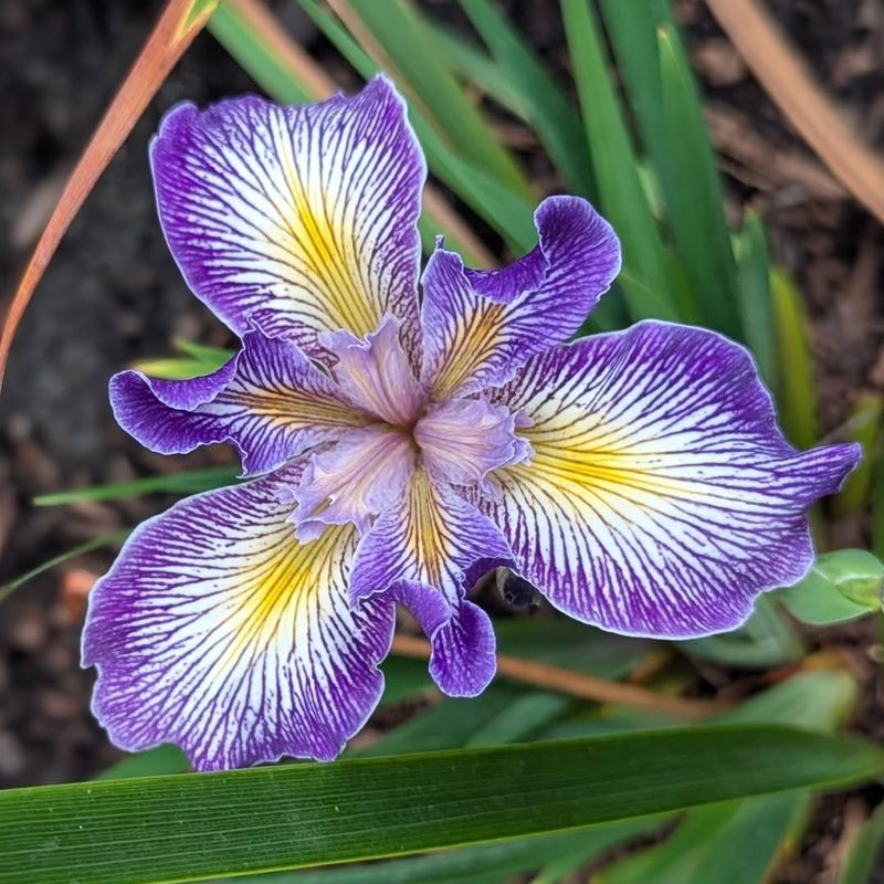 Pacific Coast Iris Pacific Coast Iris
