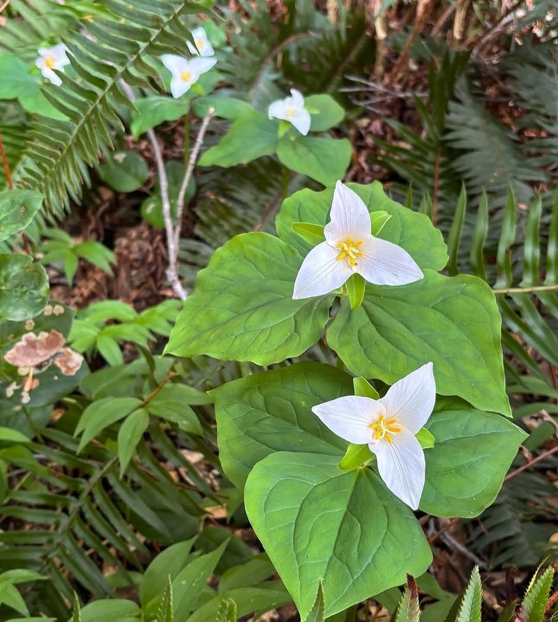 Pacific Coast Trillium
