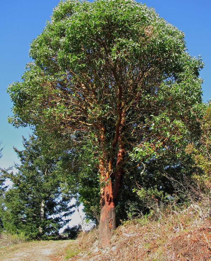 Pacific Madrone Adds Evergreen Native Beauty