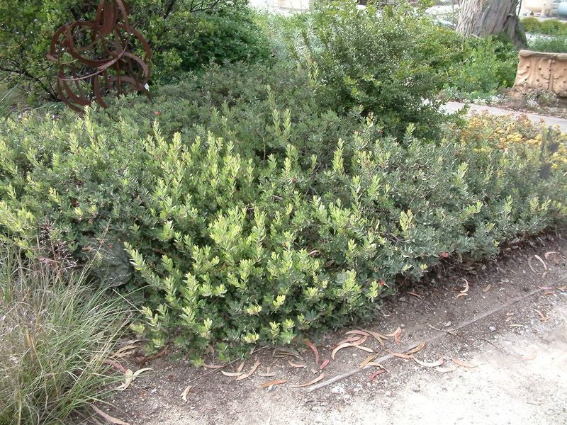 Pacific Mist Manzanita Brings Wide Coverage