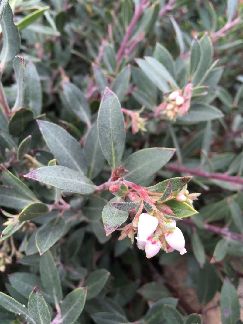 Pacific Mist Manzanita Brings Wide Low Coverage Pacific Mist Manzanita Brings Wide Low Coverage