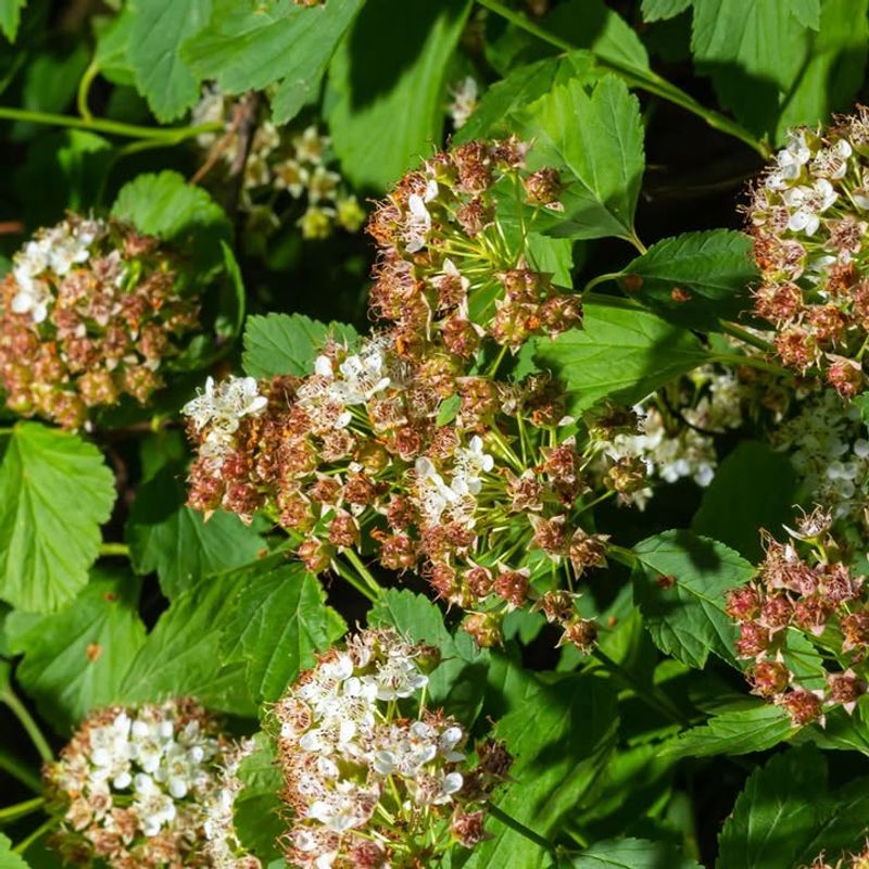Pacific Ninebark