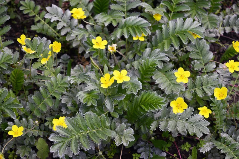 Pacific Silverweed