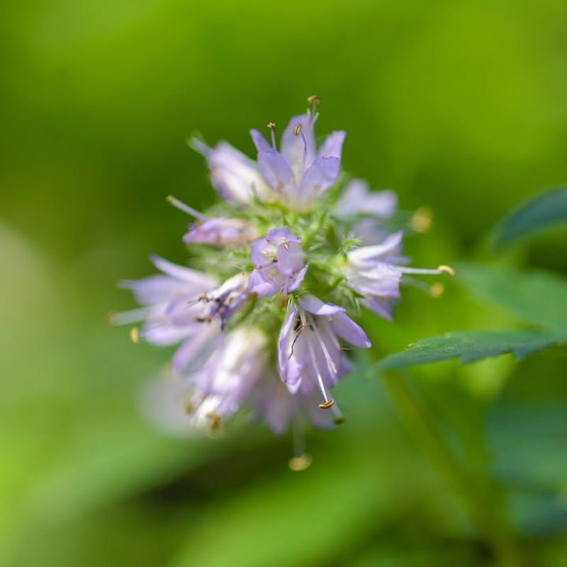 Pacific Waterleaf