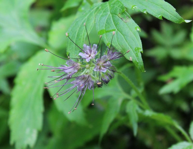 Pacific Waterleaf Fills In Where Weeds Usually Win Pacific Waterleaf Fills In Where Weeds Usually Win