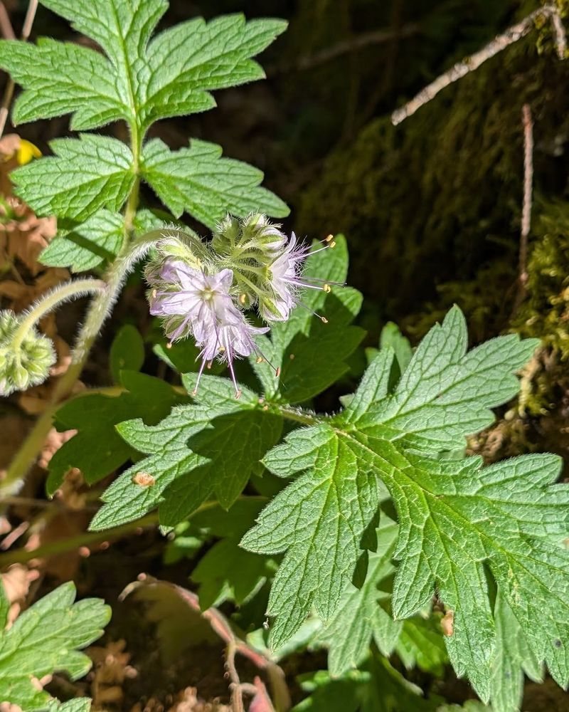Pacific Waterleaf