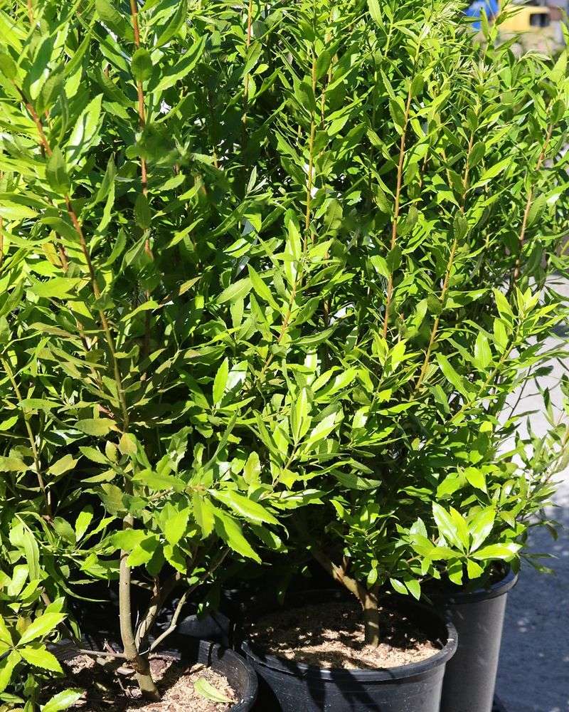 Pacific Wax Myrtle Pacific Wax Myrtle