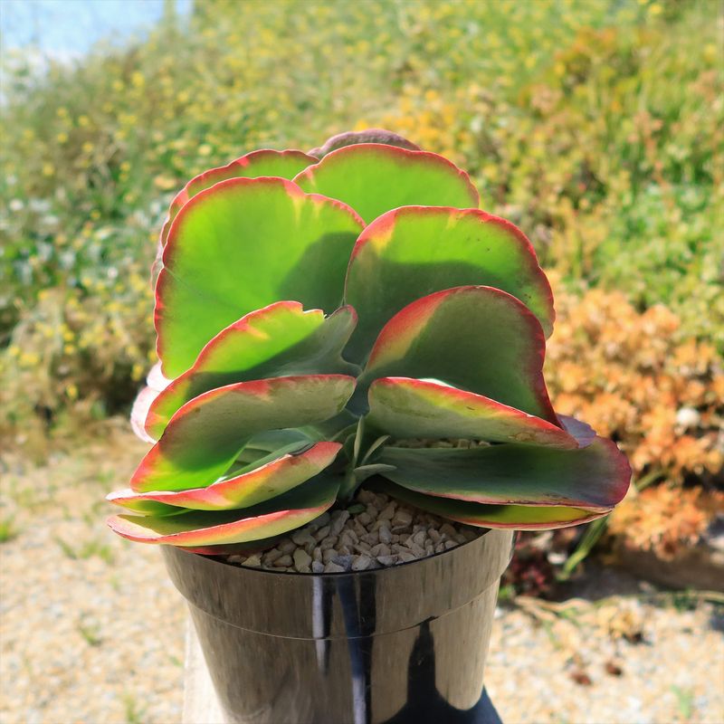 Paddle Plant