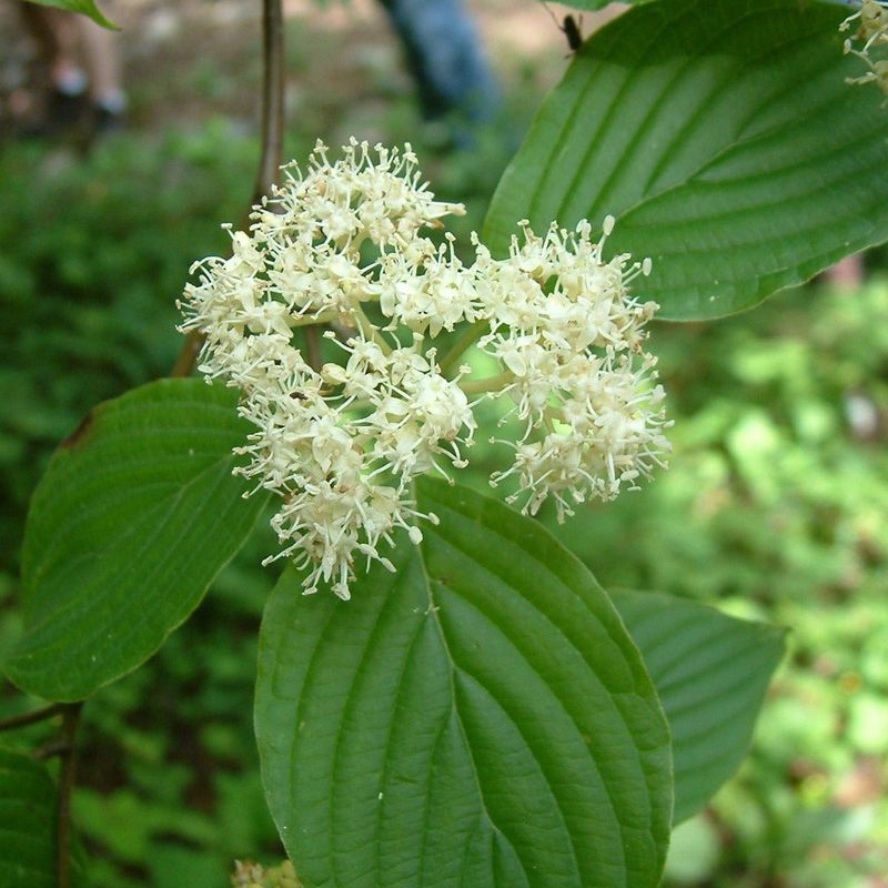 Pagoda Dogwood 