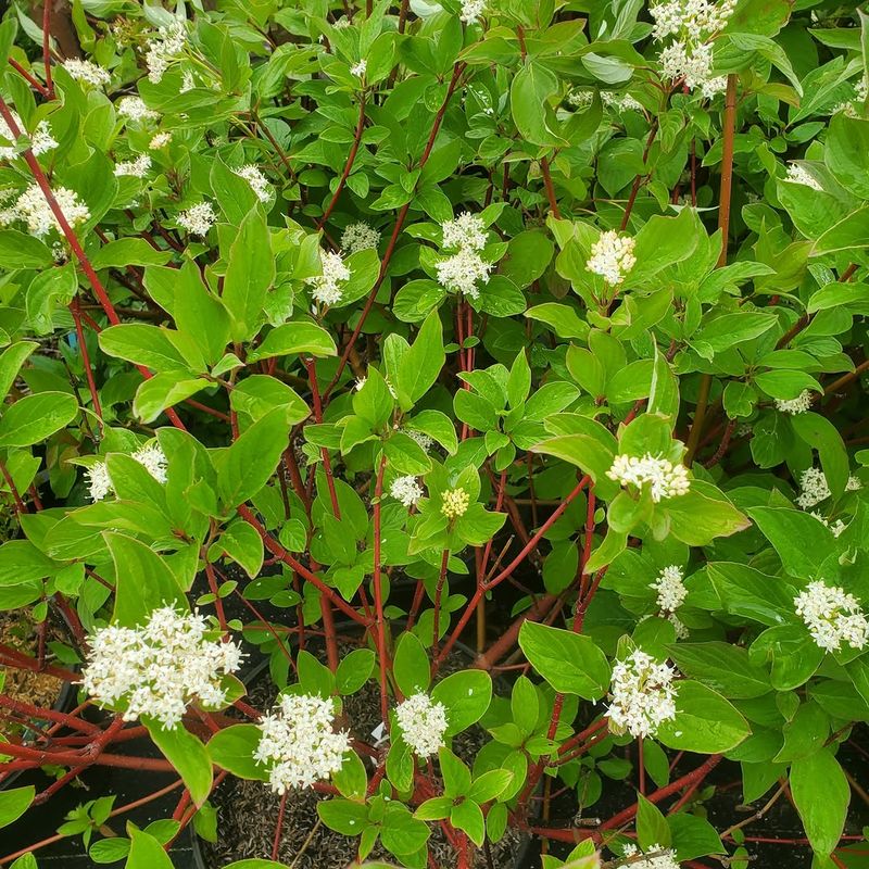 Pagoda Dogwood Pagoda Dogwood