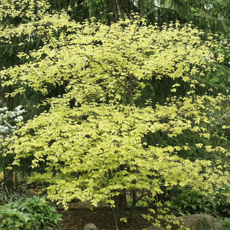 Pagoda Dogwood Brings Graceful Form Pagoda Dogwood Brings Graceful Form
