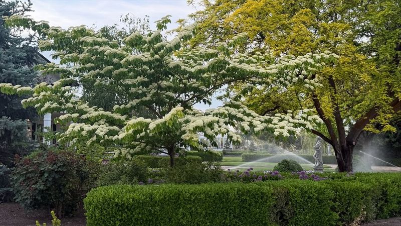 Pagoda Dogwood (Cornus Alternifolia) Pagoda Dogwood (Cornus Alternifolia)