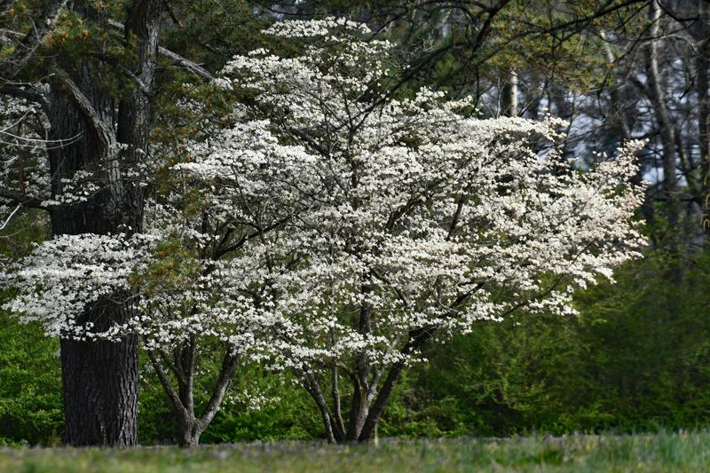 Pagoda Dogwood