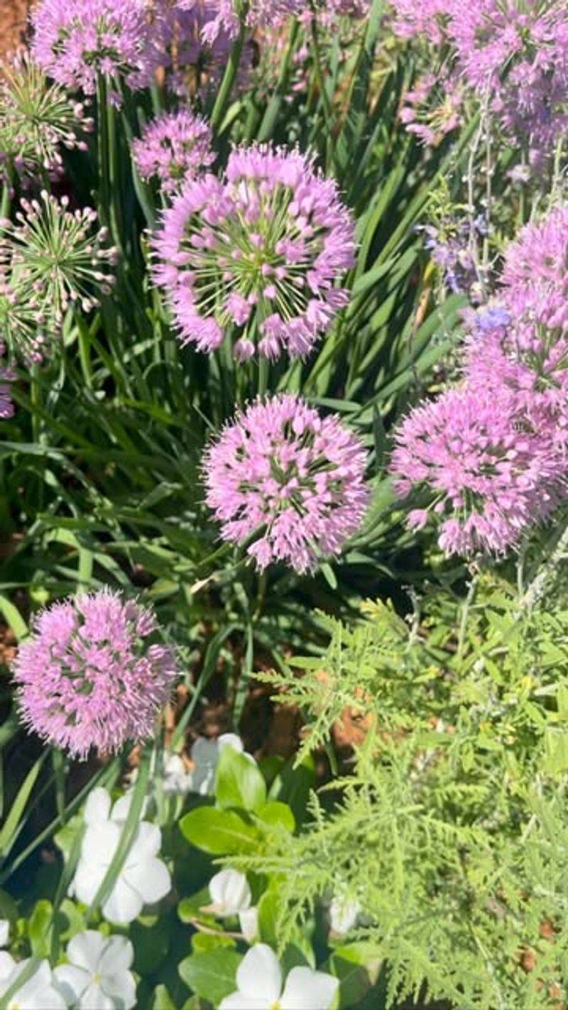 Pair Alliums With Perennials That Hide Fading Foliage
