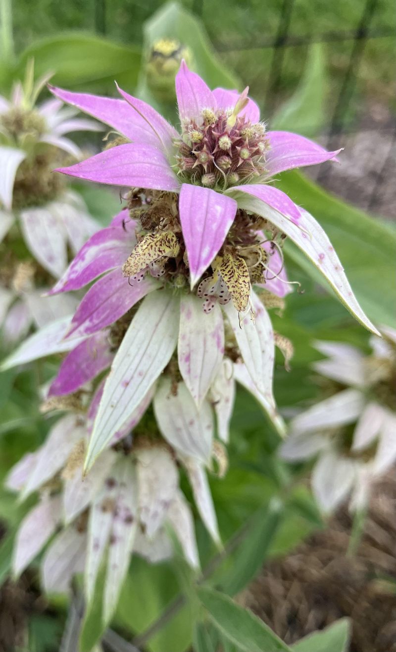 Mix Blanketflower With Spotted Beebalm