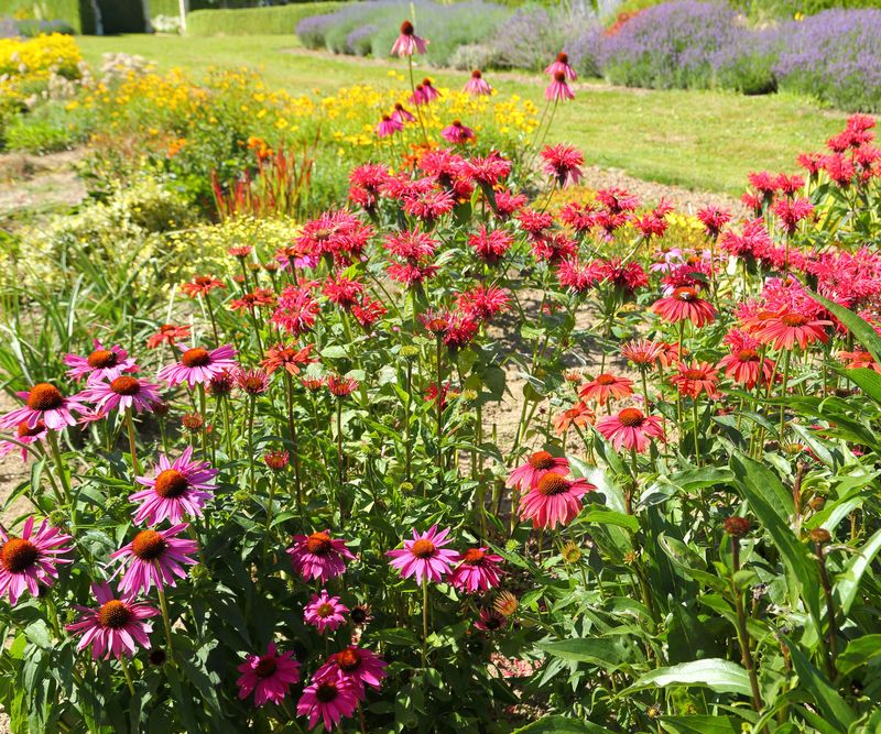 Pair Bee Balm With Other Natives For A Longer Season