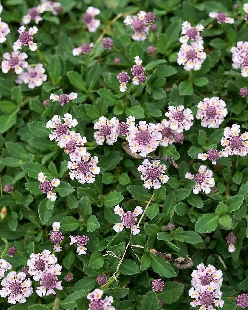 Mat Twinflower With Frogfruit