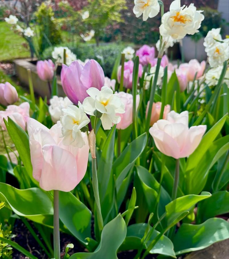 Pair Blush Tulips With Creamy Daffodils Pair Blush Tulips With Creamy Daffodils