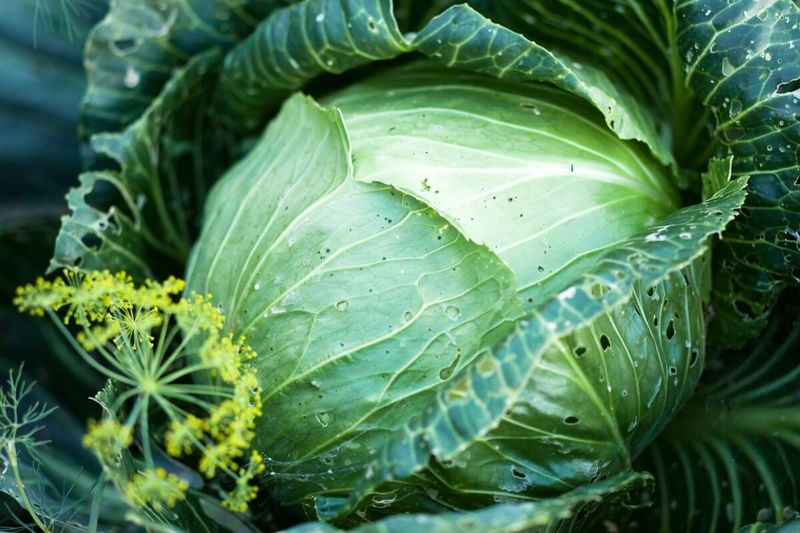 Pair Cabbage With Dill To Support Beneficial Insects