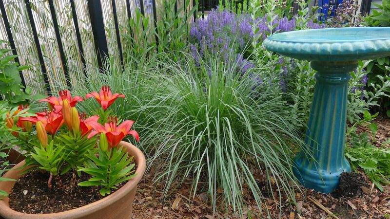 Pair It With Flowers That Need The Same Sunny Conditions
