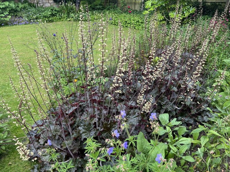 Pair It With Other Native Shade Lovers