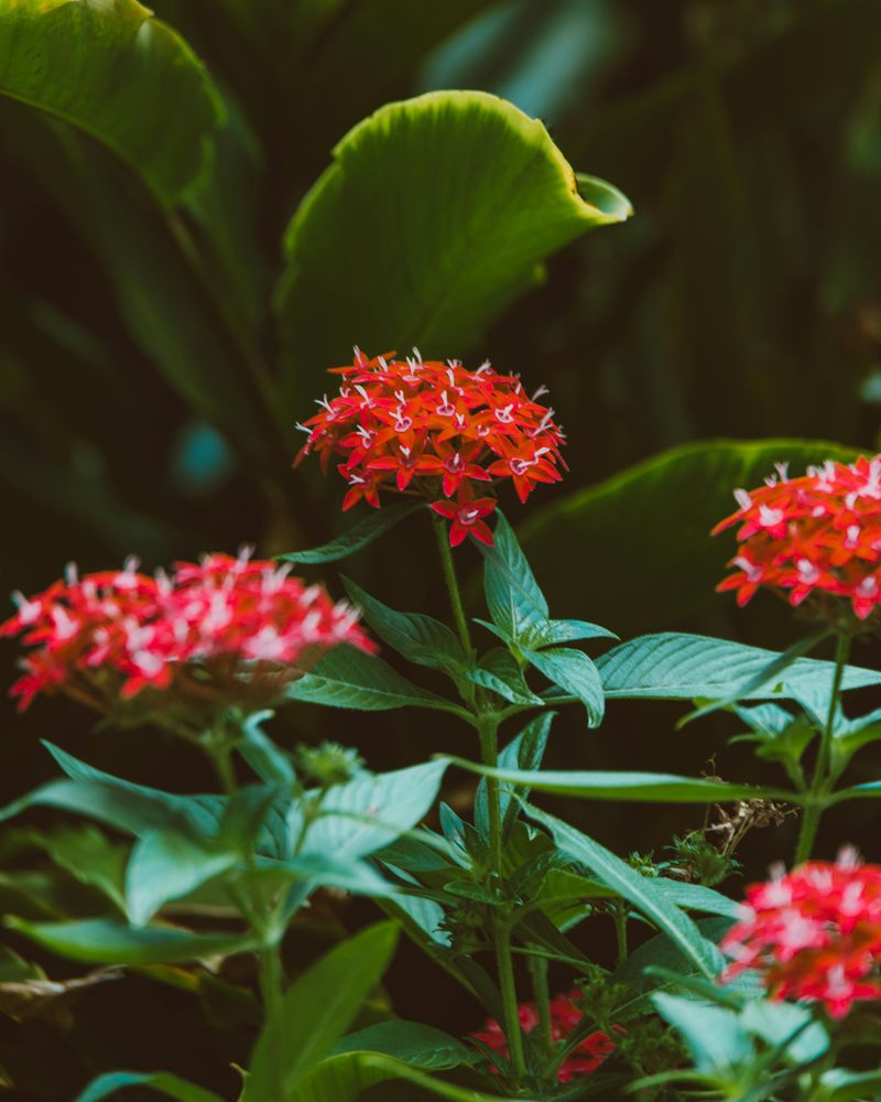 Pair Pentas With Other Summer Nectar Plants Pair Pentas With Other Summer Nectar Plants