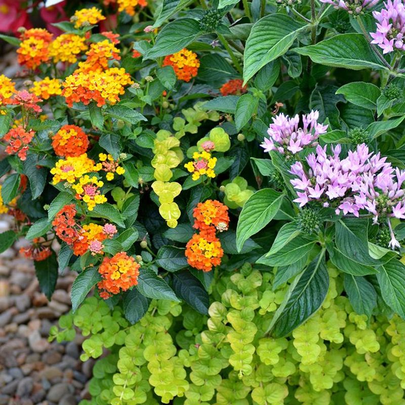 Pair Them With Other Nectar Plants