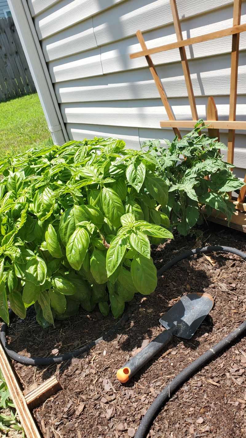 Pair Tomatoes With Basil To Make Better Use Of Bed Space