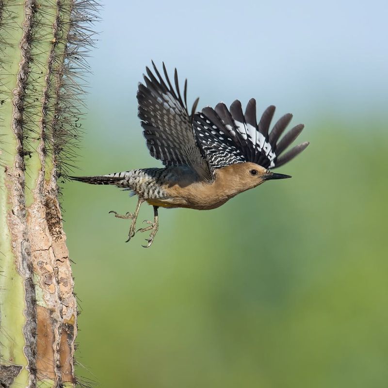 Pairs Defend Nesting Territories More Noticeably