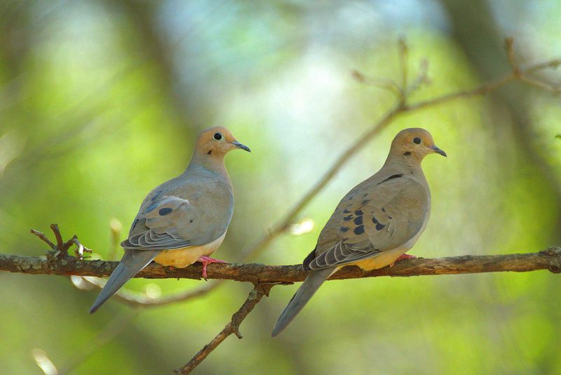 Pairs Of Doves Can Suggest Loyalty And Bonding