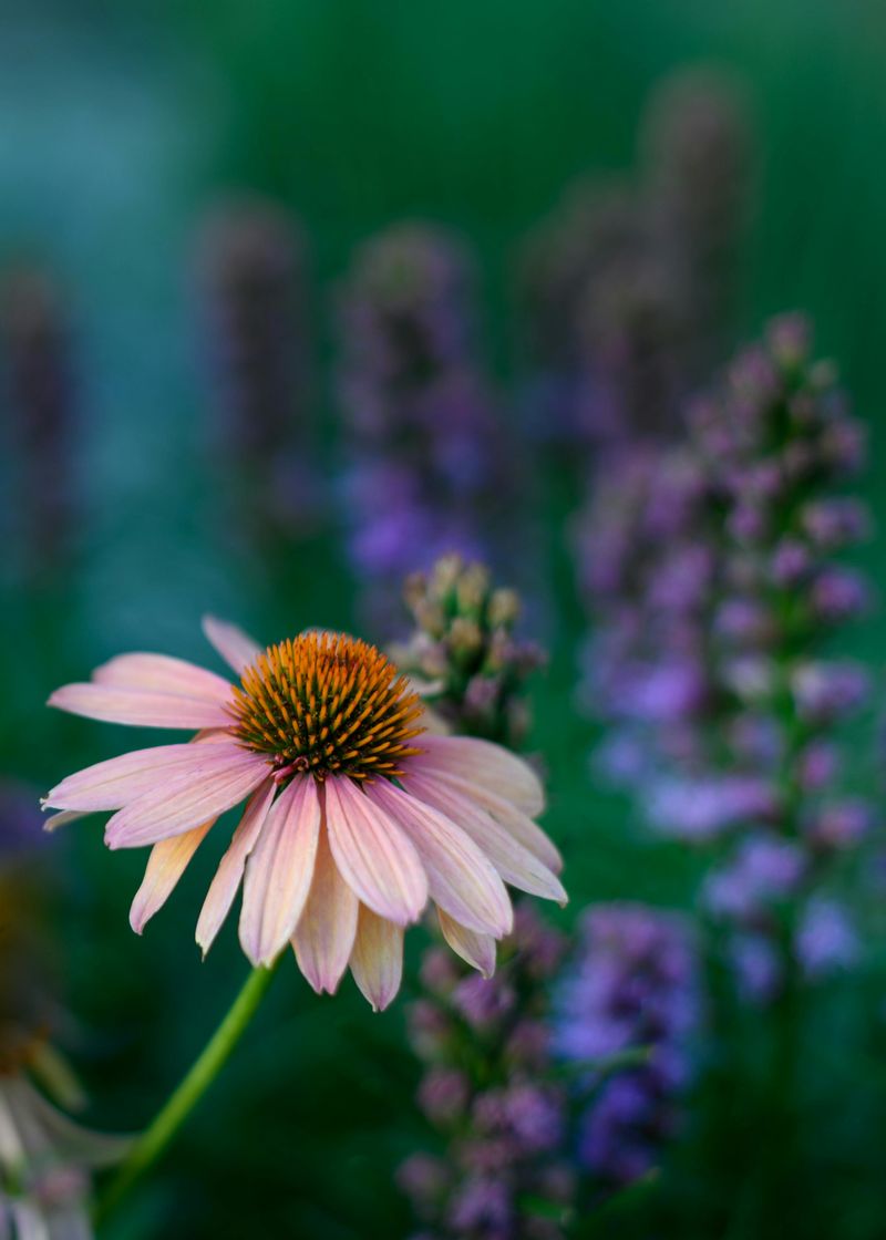 Pale Purple Coneflower