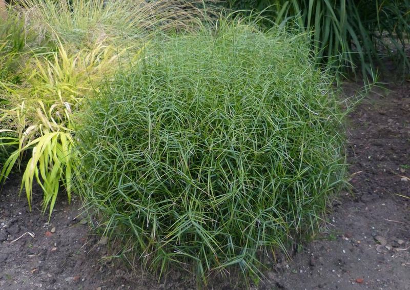 Palm Sedge (Carex Muskingumensis)