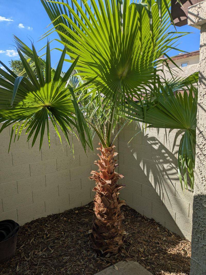 Palm Tree Skirts Create Hiding Spots