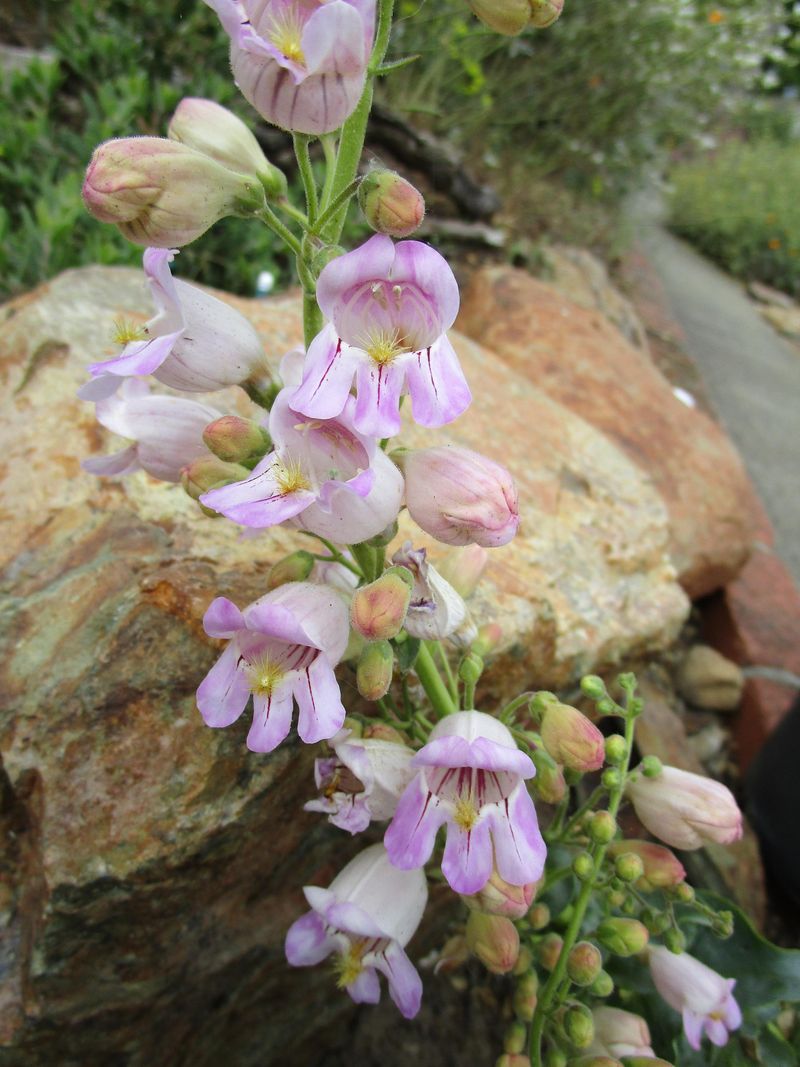 Palmer's Penstemon Thrives In Rocky Desert Landscapes