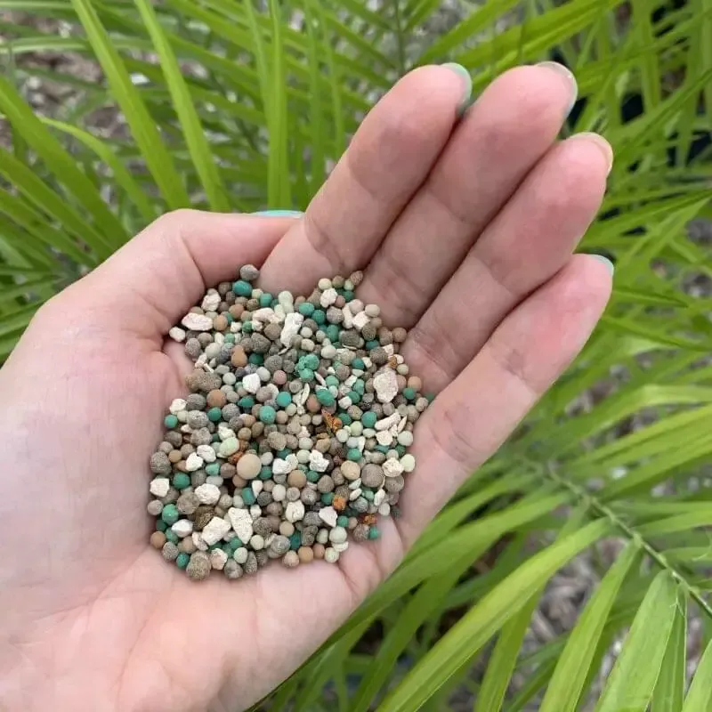 Palms Often Need A Palm-Specific Fertilizer Blend