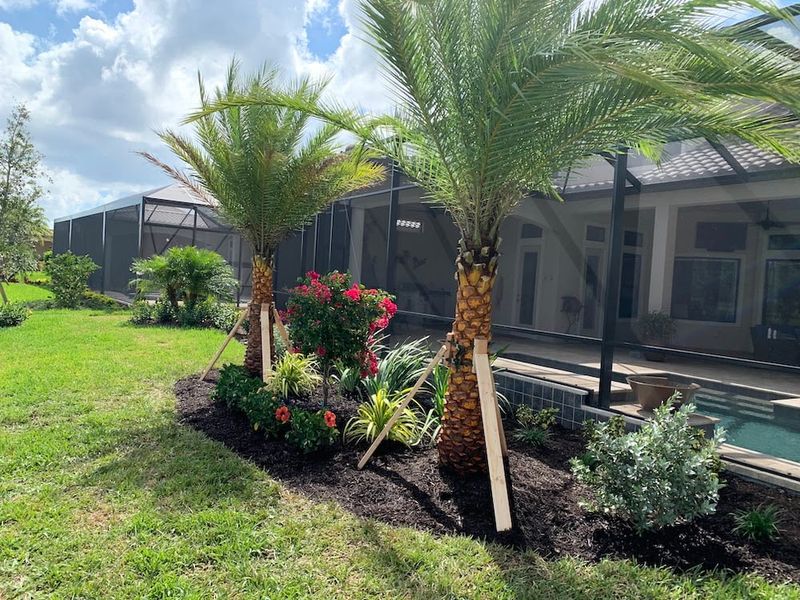 Palms With A Palm-Special Fertilizer