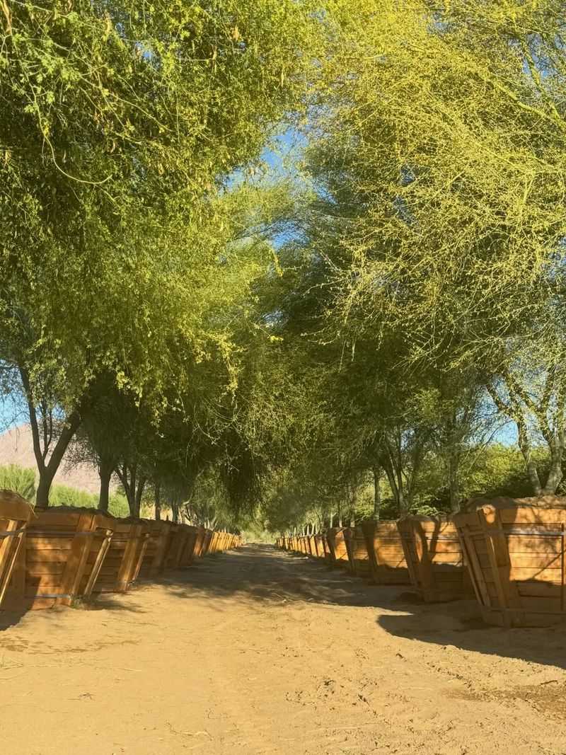 Palo Verde Crowds Walls With Canopy And Roots