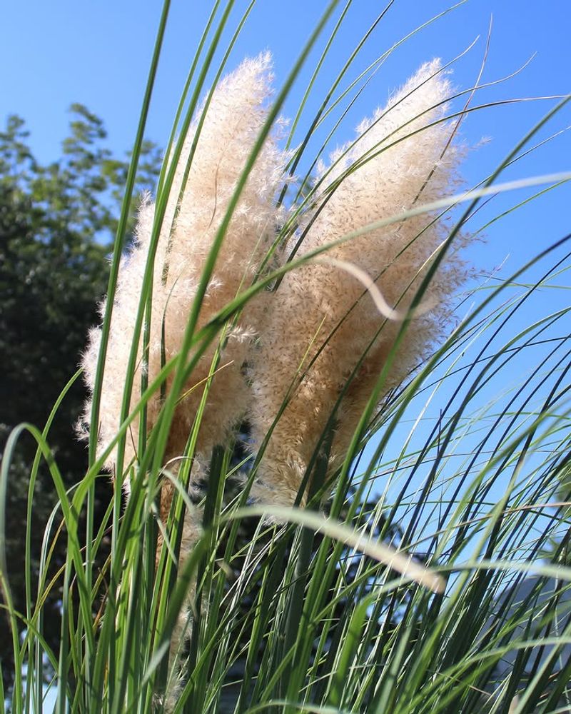 Pampas Grass Looks Dramatic Until It Starts Seeding Everywhere Pampas Grass Looks Dramatic Until It Starts Seeding Everywhere